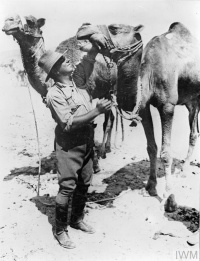 Animals | International Encyclopedia of the First World War (WW1)